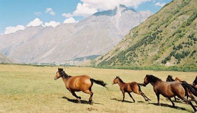 Botengai Guest House_9